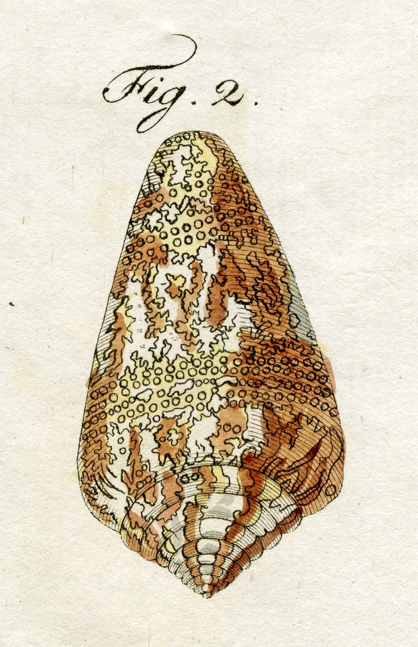 Kuva Conus Ammiralisista (alalaji Cedonulli), 1790 (käsinvärinen kaiverrus) tekijältä Jacob Xavier Schmuzer