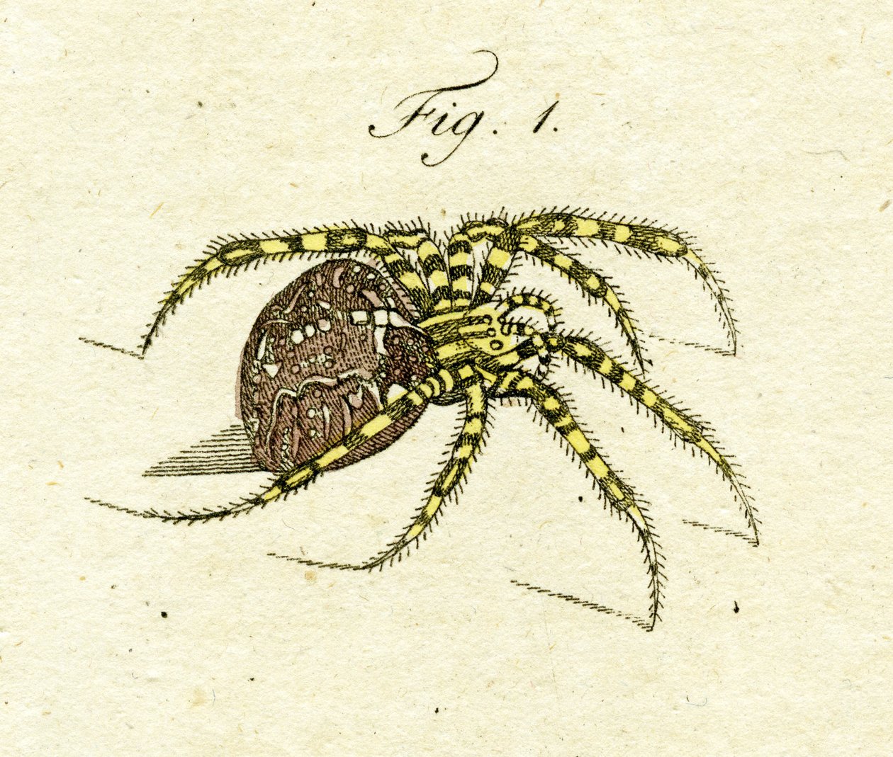 Kuva hämähäkistä, 1790 (käsinvärinen kaiverrus) tekijältä Jacob Xavier Schmuzer