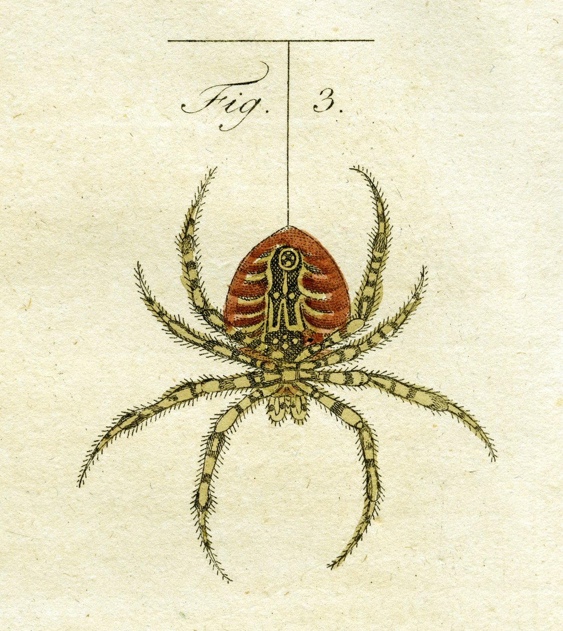 Kuva hämähäkistä, 1790 (käsinvärinen kaiverrus) tekijältä Jacob Xavier Schmuzer