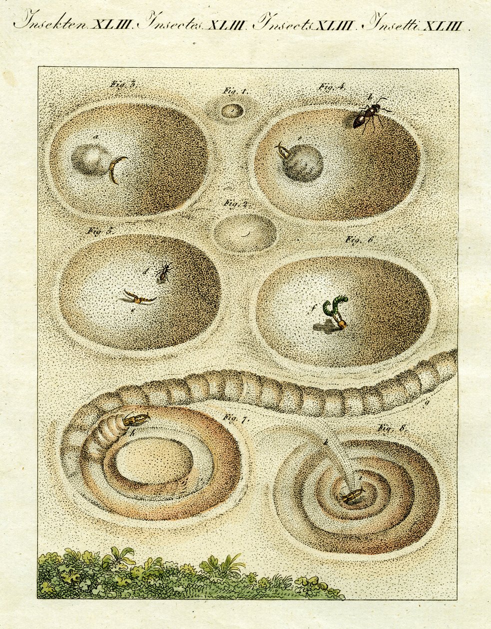 Kuva muurahaisleijonasta, joka nappaa saaliinsa, 1790 (käsinvärinen kaiverrus) tekijältä Jacob Xavier Schmuzer