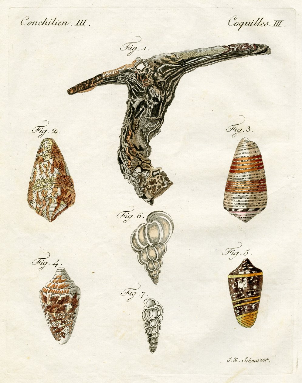 Kuvitus simpukankuorista, 1790 (käsinvärinen kaiverrus) tekijältä Jacob Xavier Schmuzer