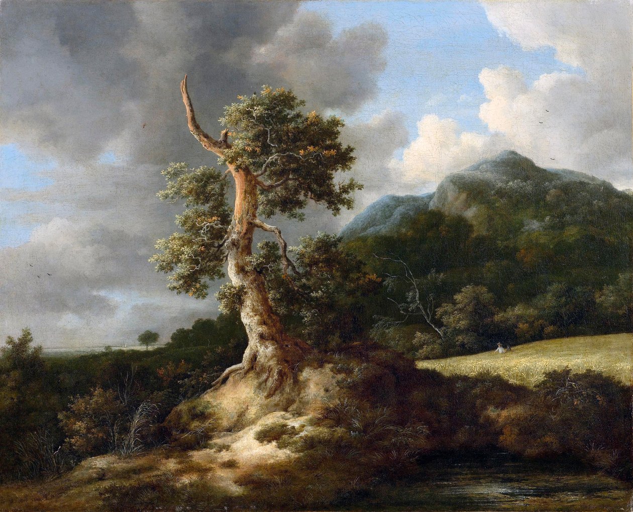 Berglandschaft mit knorriger Eiche vor einem Kornfeld tekijältä Jacob van Ruisdael