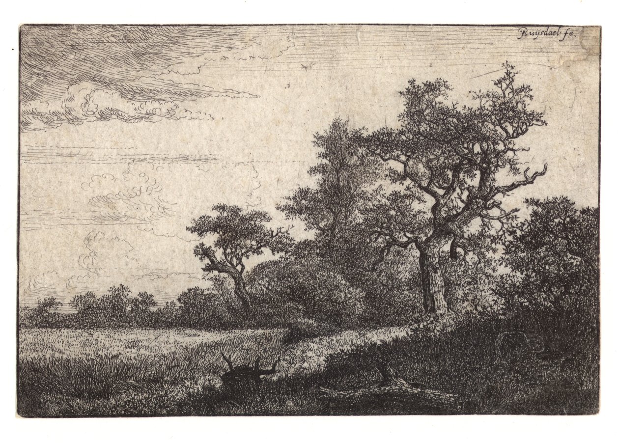 Puun ja viljapellon etsaus tekijältä Jacob van Ruisdael