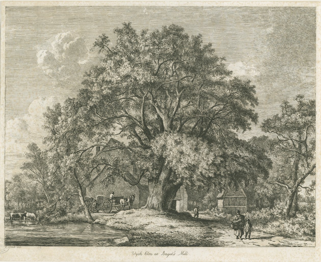 Blithfield - Wych Elm: etsaus, 1825 tekijältä Jacob George Strutt