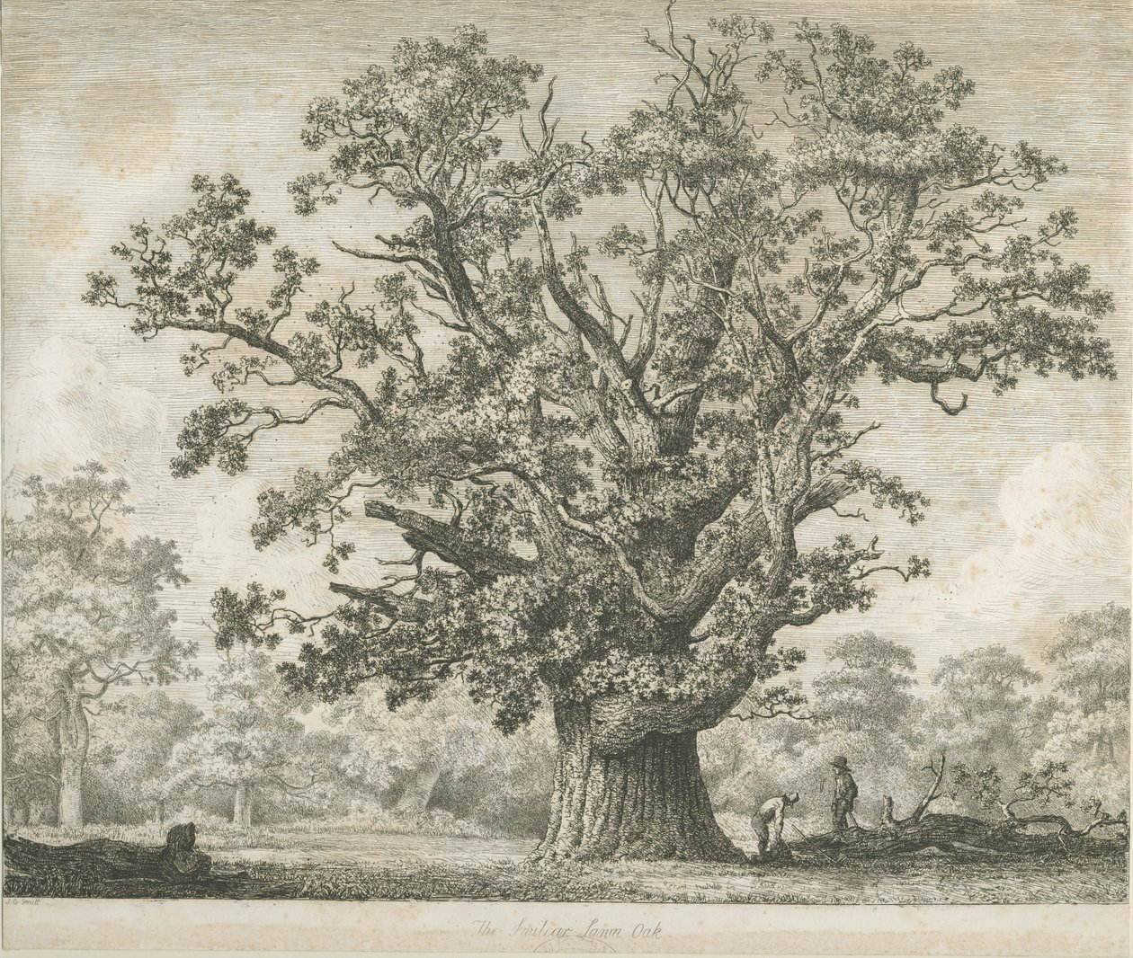 Needwood - Swilcar Oak: etsaus, nd [c 1820-1850] tekijältä Jacob George Strutt