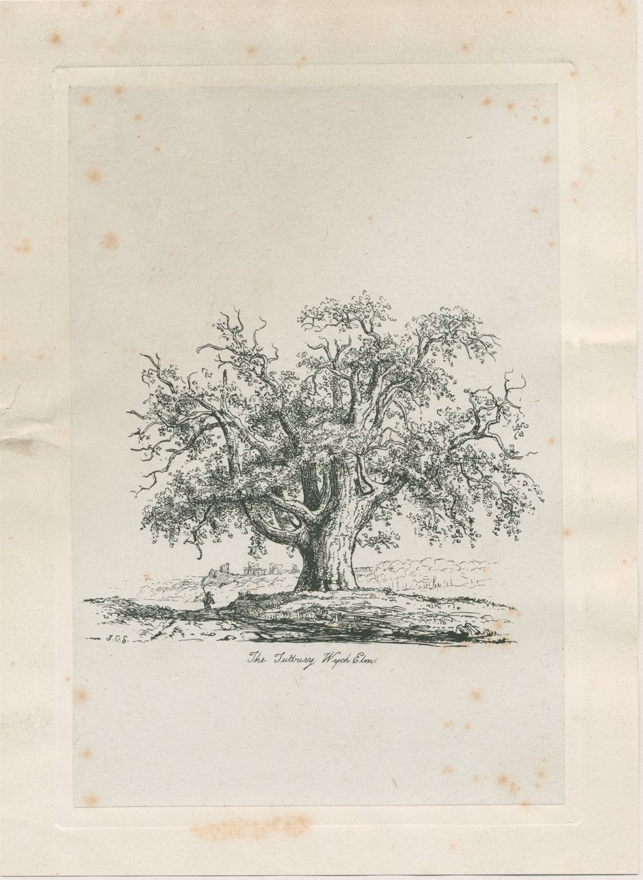 Tutbury - "Wych Elm": kaiverrus, nd [c 1820] tekijältä Jacob George Strutt