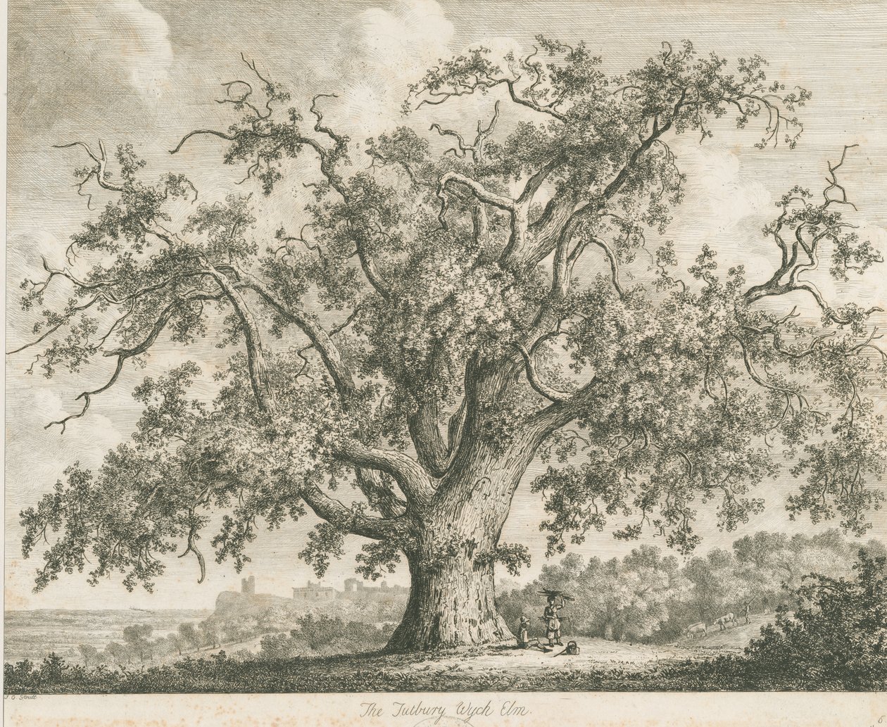 Tutbury - "Wych Elm": etsaus, nd [c 1820] tekijältä Jacob George Strutt