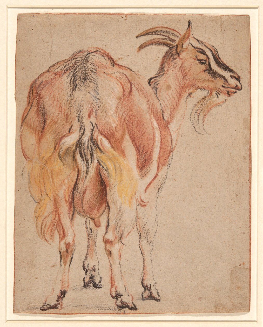 Vuohi tekijältä Jacob Jordaens