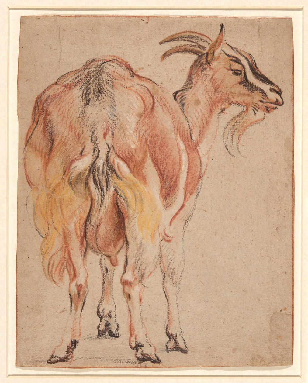 Vuohi, n. 1657 (liitu ja pesu, korotettu valkoisella) tekijältä Jacob Jordaens