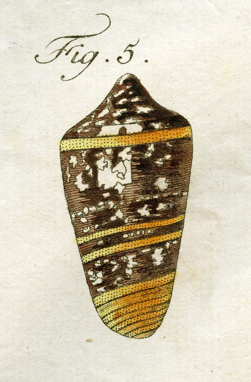 Kuva Conus Ammiralisista (alalaji Summus), 1790 (käsinvärinen kaiverrus) tekijältä Jacob Xavier Schmuzer