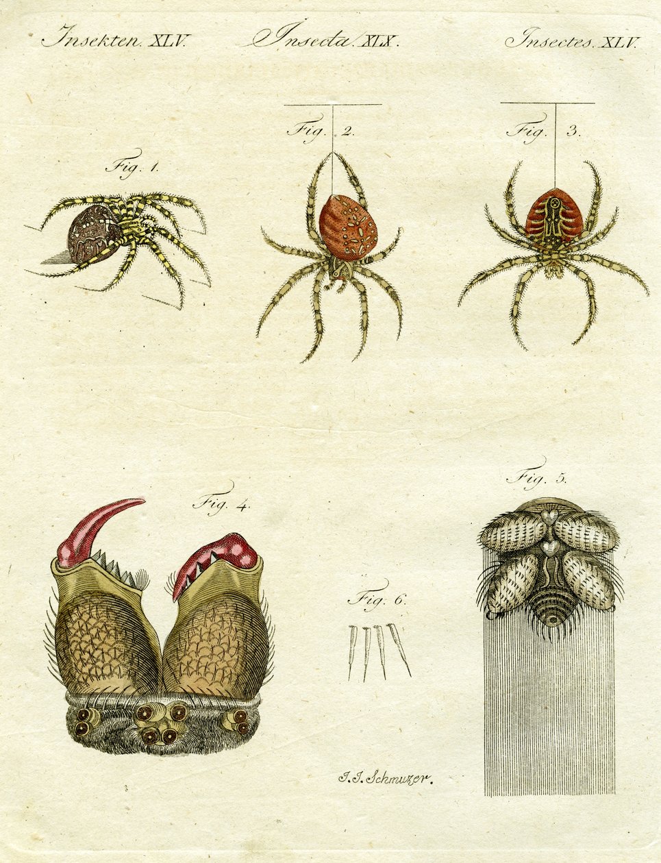 Kuva hämähäkkeistä, 1790 (käsinvärinen kaiverrus) tekijältä Jacob Xavier Schmuzer