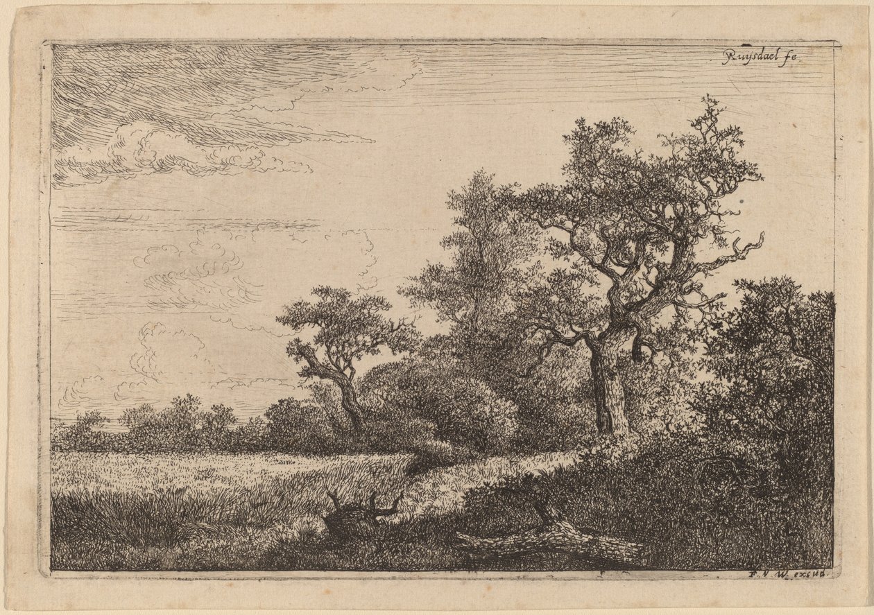 Viljapelto puun reunassa (maissipelto) tekijältä Jacob van Ruisdael