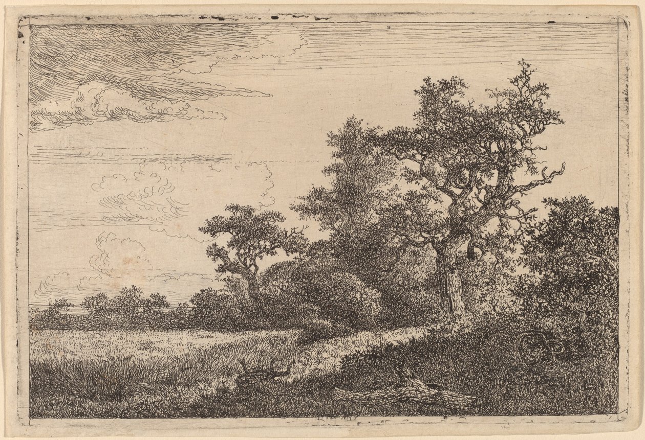 Viljapelto puun reunassa (maissipelto) tekijältä Jacob van Ruisdael