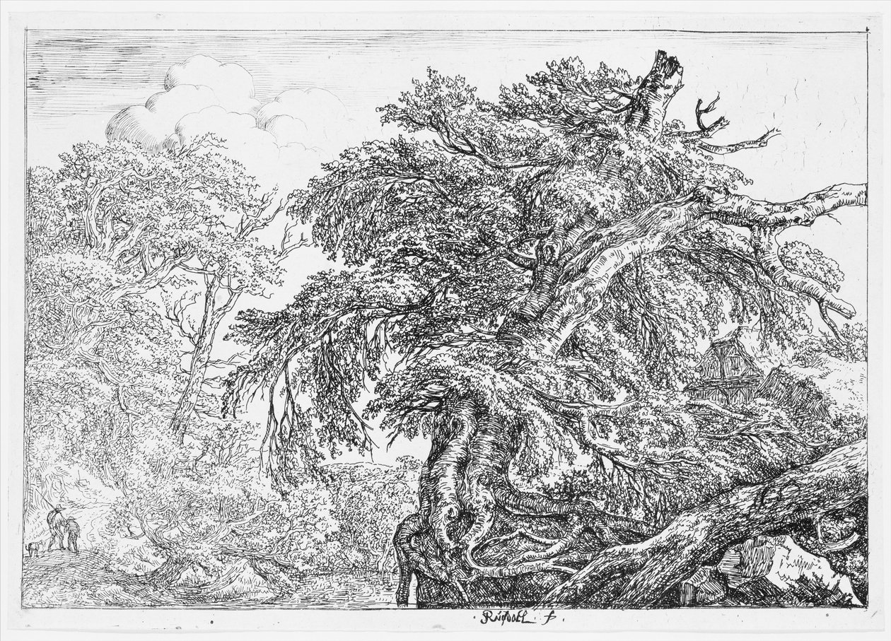 Suuri pyökki tekijältä Jacob van Ruisdael