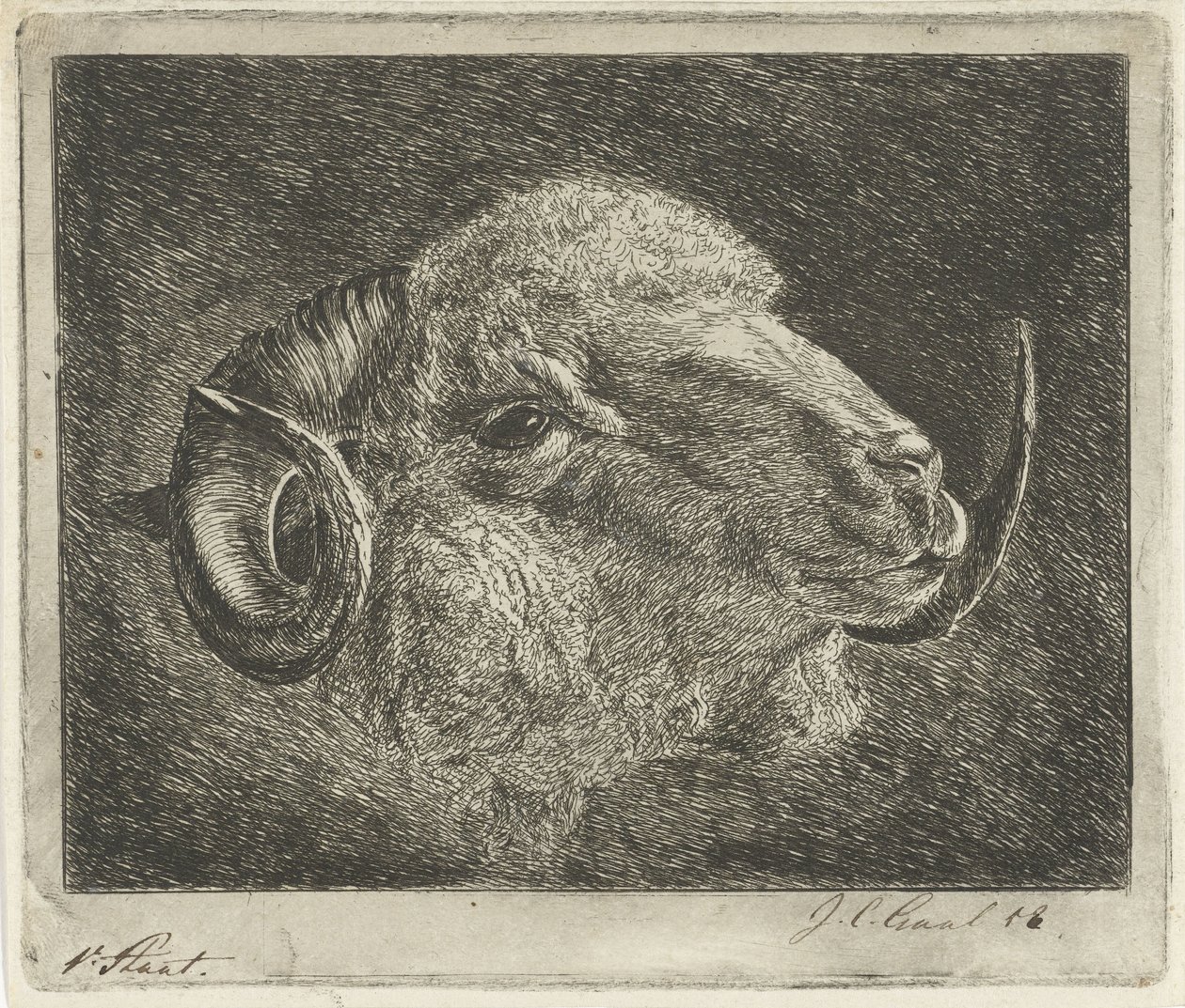 Pänän pää, jonka sarvet on käännetty taaksepäin tekijältä Jacobus Cornelis Gaal (signed by artist)
