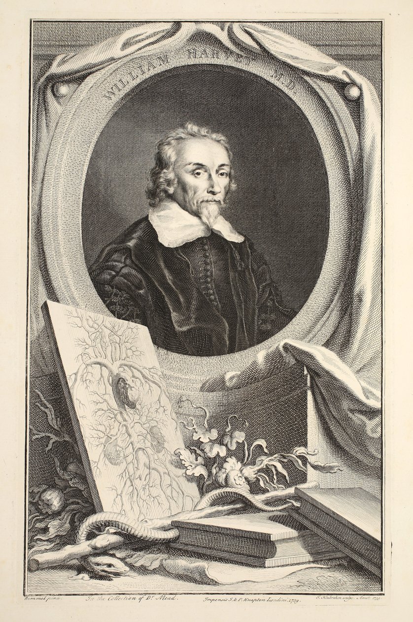 William Harveyn muotokuva, kuvitus teoksesta Heads of Illustrious Persons of Great Britain, pub. kirjoittanut Knapton, Lontoo 1742 tekijältä Jacobus Houbraken