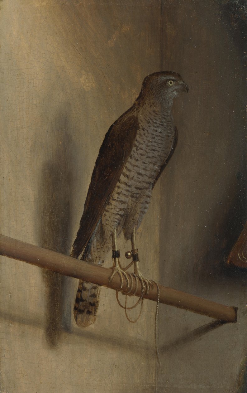 Varpunen tekijältä Jacopo de Barbari