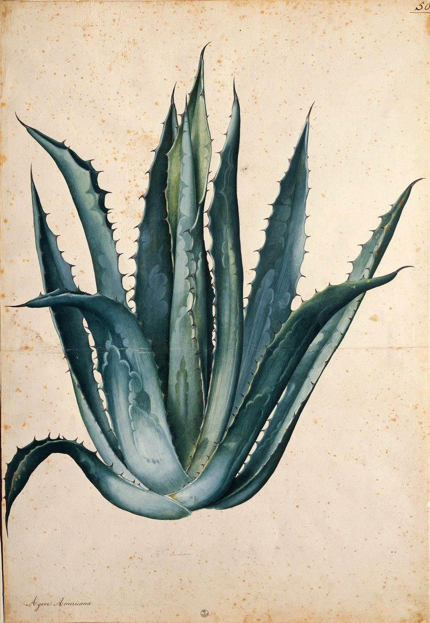 Jacopo Ligozzin vuosisadan kasvi (Agave americana). tekijältä Jacopo Ligozzi