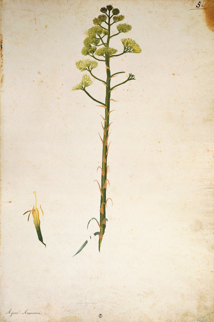 Jacopo Ligozzin vuosisadan kasvin kukka (Agave americana). tekijältä Jacopo Ligozzi