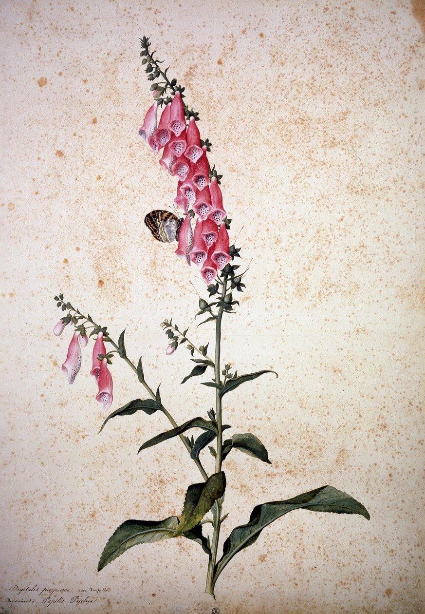 Herbaario: Digitalis purpurea ja Papilio paphia tekijältä Jacopo Ligozzi