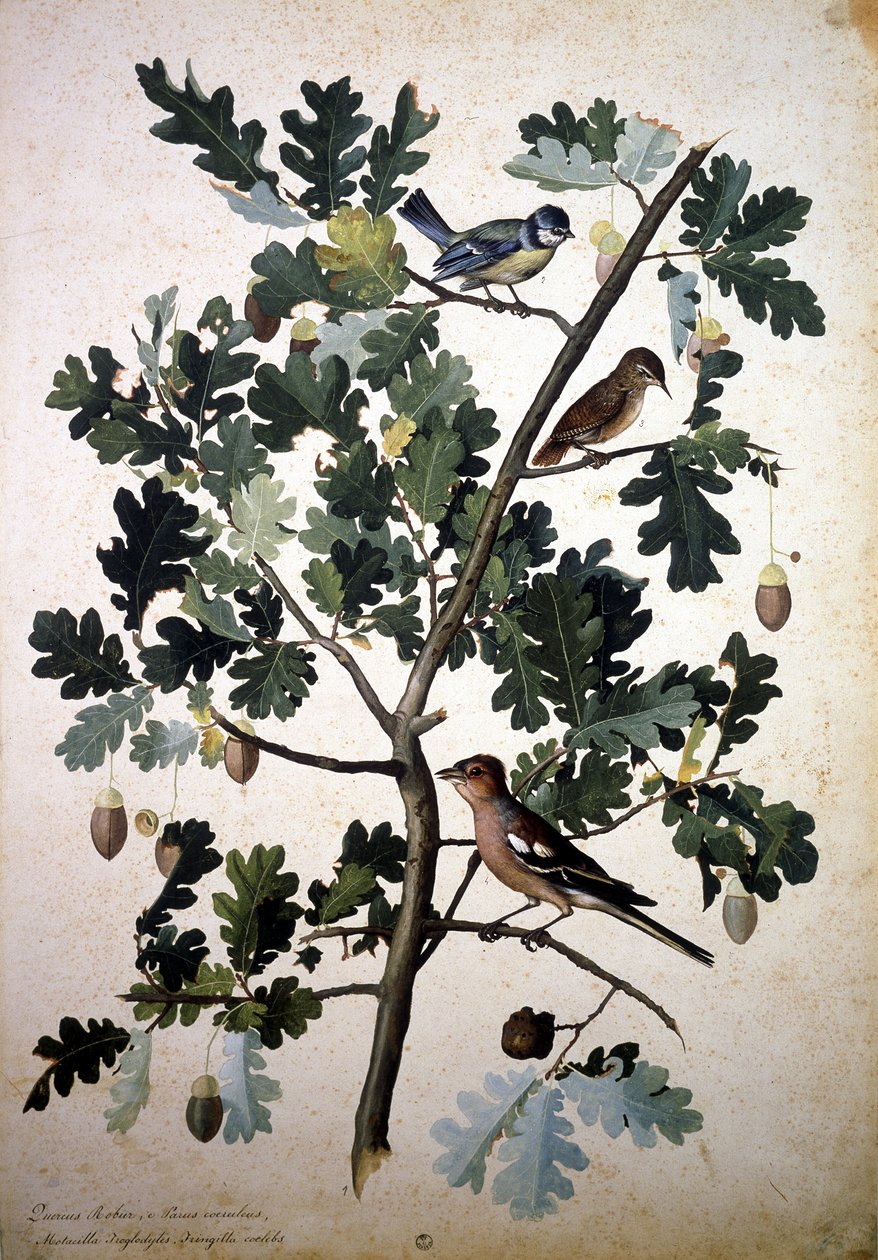 Herbaario: Quercus tekijältä Jacopo Ligozzi