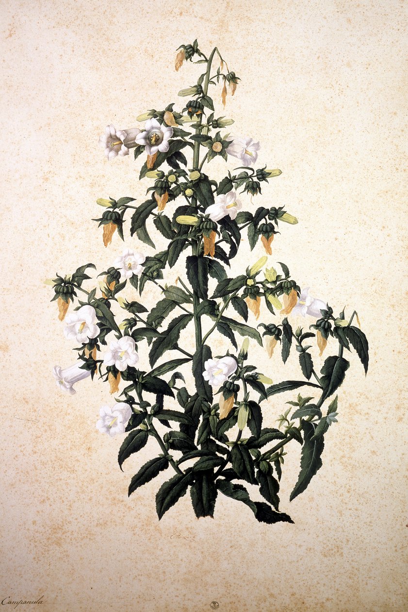 Herbaario: Campanula tekijältä Jacopo Ligozzi