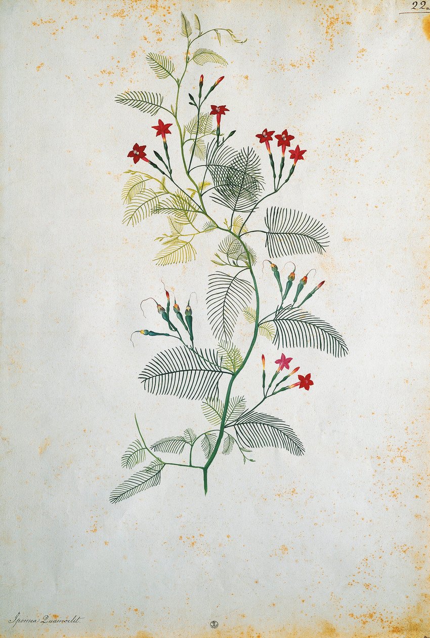 Italia, Quamoclit pennata (sypressiviiniköynnös), meksikolainen kasvi, kirjoittanut Jacopo Ligozzi (1547-1627) tekijältä Jacopo Ligozzi