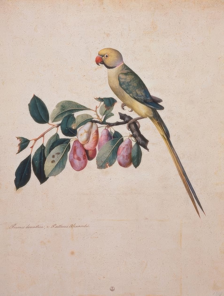 Prunus domestica, e Psittacus Alexandri. tekijältä Jacopo Ligozzi