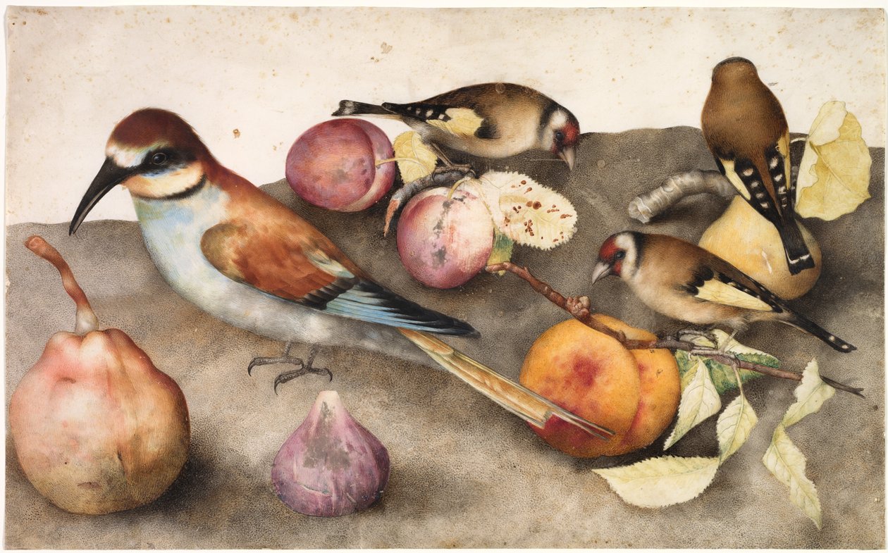 Asetelma lintujen ja hedelmien kanssa, c. 1650 (akvarelli grafiitilla, korotettu lyijyvalkoisella) tekijältä Jacopo Ligozzi