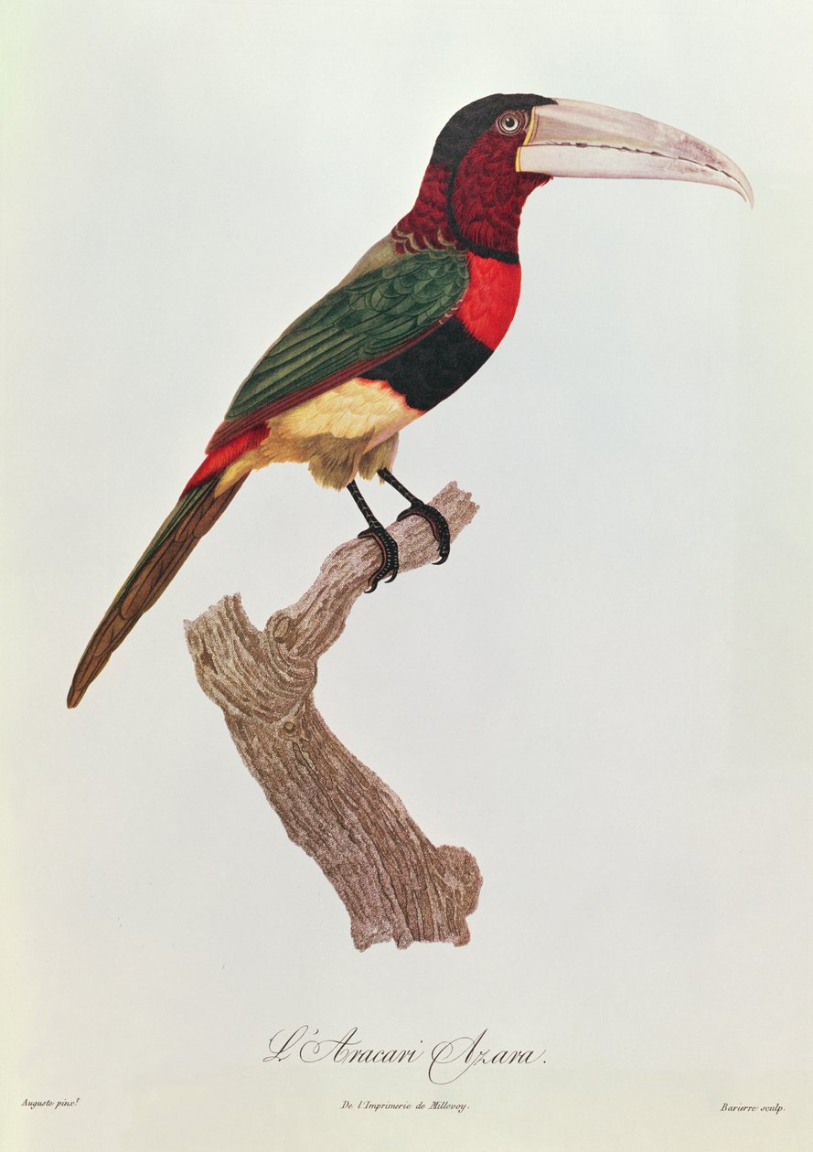 Azara Aracari, kaiverrus Barriere (värikaiverrus) tekijältä Jacques Barraband