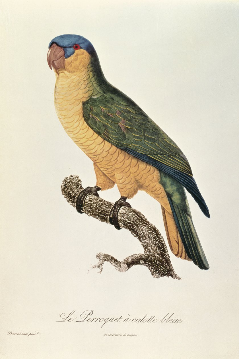 Jacques Barrabandin sinihattinen papukaija (1767-1809) tekijältä Jacques Barraband