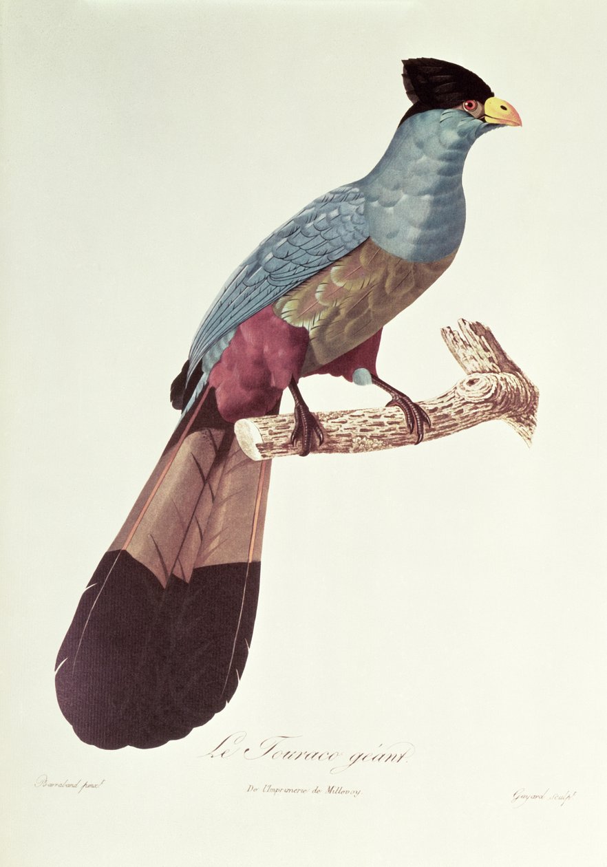 Hieno Touraco tekijältä Jacques Barraband