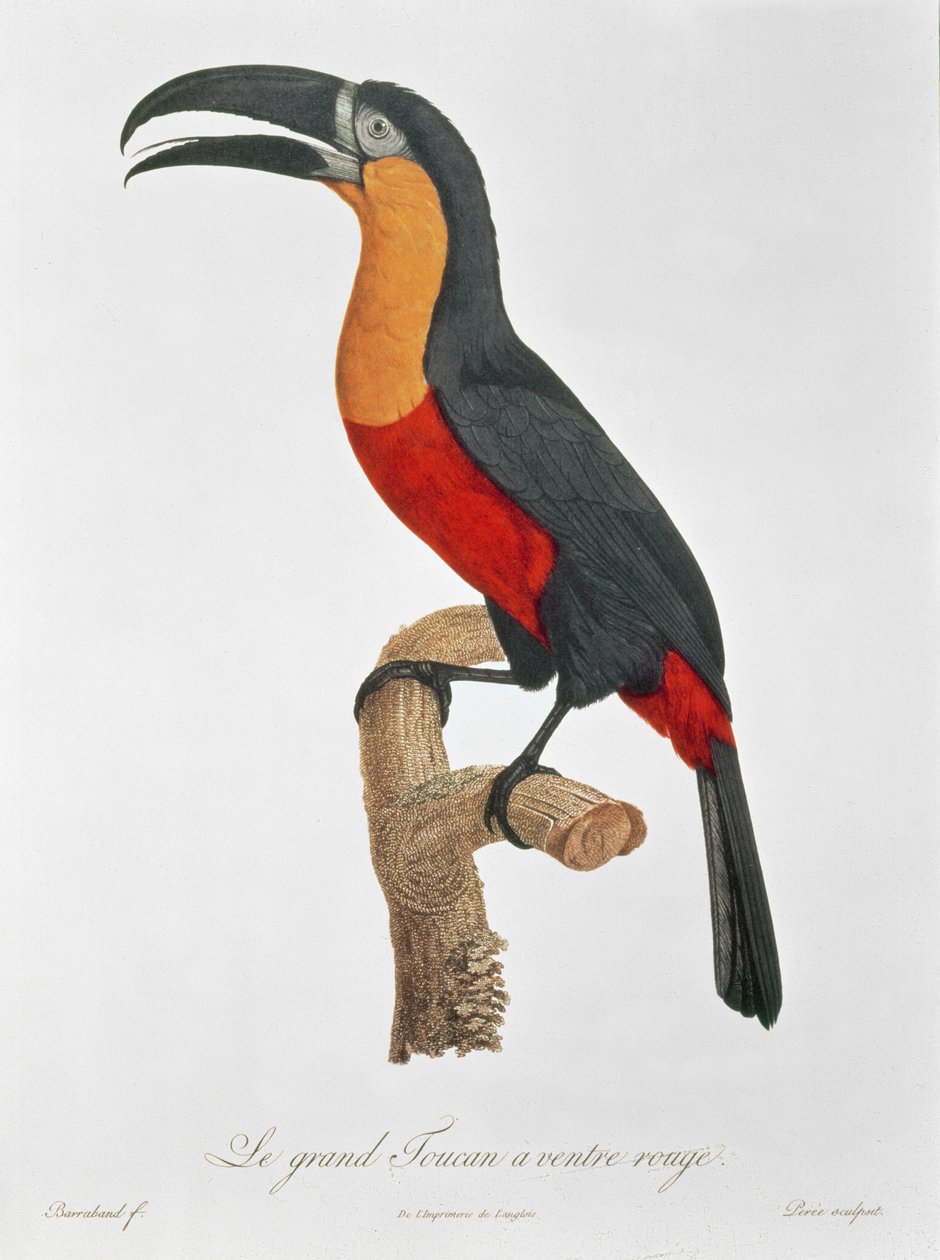 Toucan: Jacques Barraband tekijältä Jacques Barraband