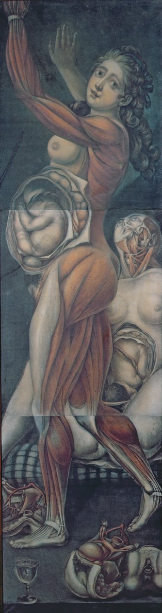 Kahden raskaana olevan naisen anatominen tutkimus (mezzotint) tekijältä Jacques Fabien Gautier d