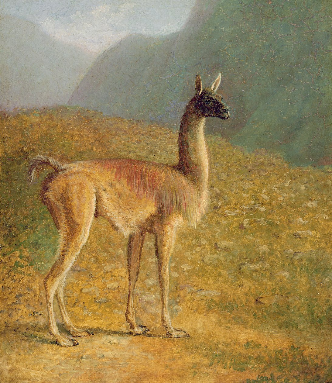 Guanaco, noin 1848 tekijältä Jacques Laurent Agasse
