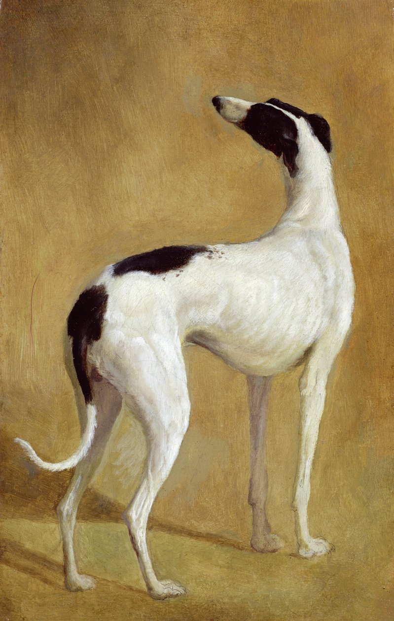 Greyhoundin tutkimus tekijältä Jacques Laurent Agasse