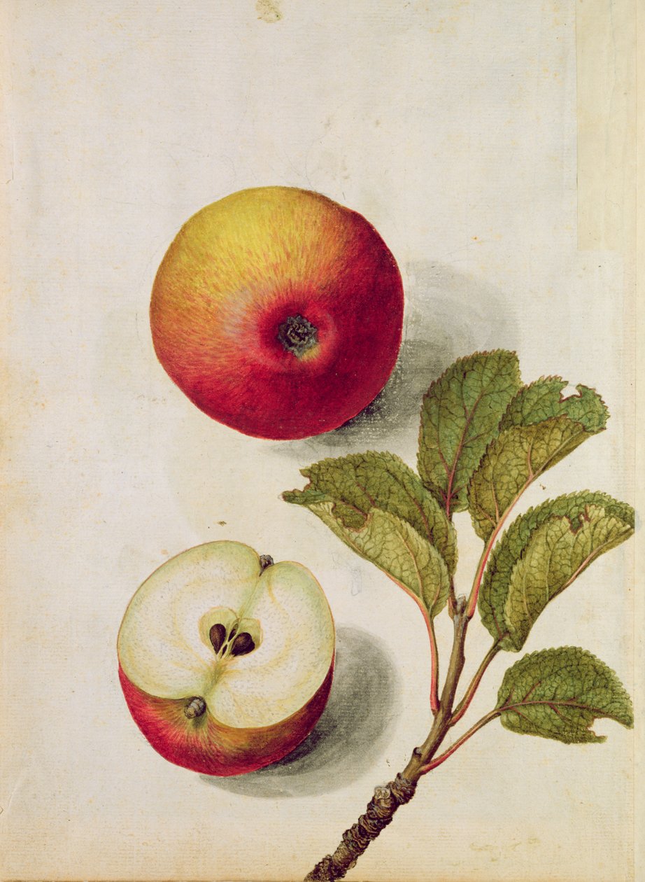 Omena: Pyrus malus, n. 1568, tekijältä Jacques Le Moyne