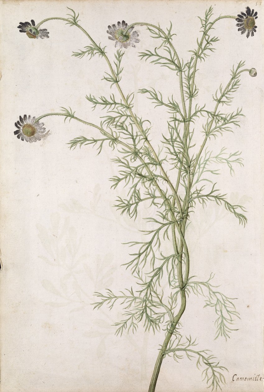 Chamaemelum Nobile Allioni, n. 1568 tekijältä Jacques Le Moyne