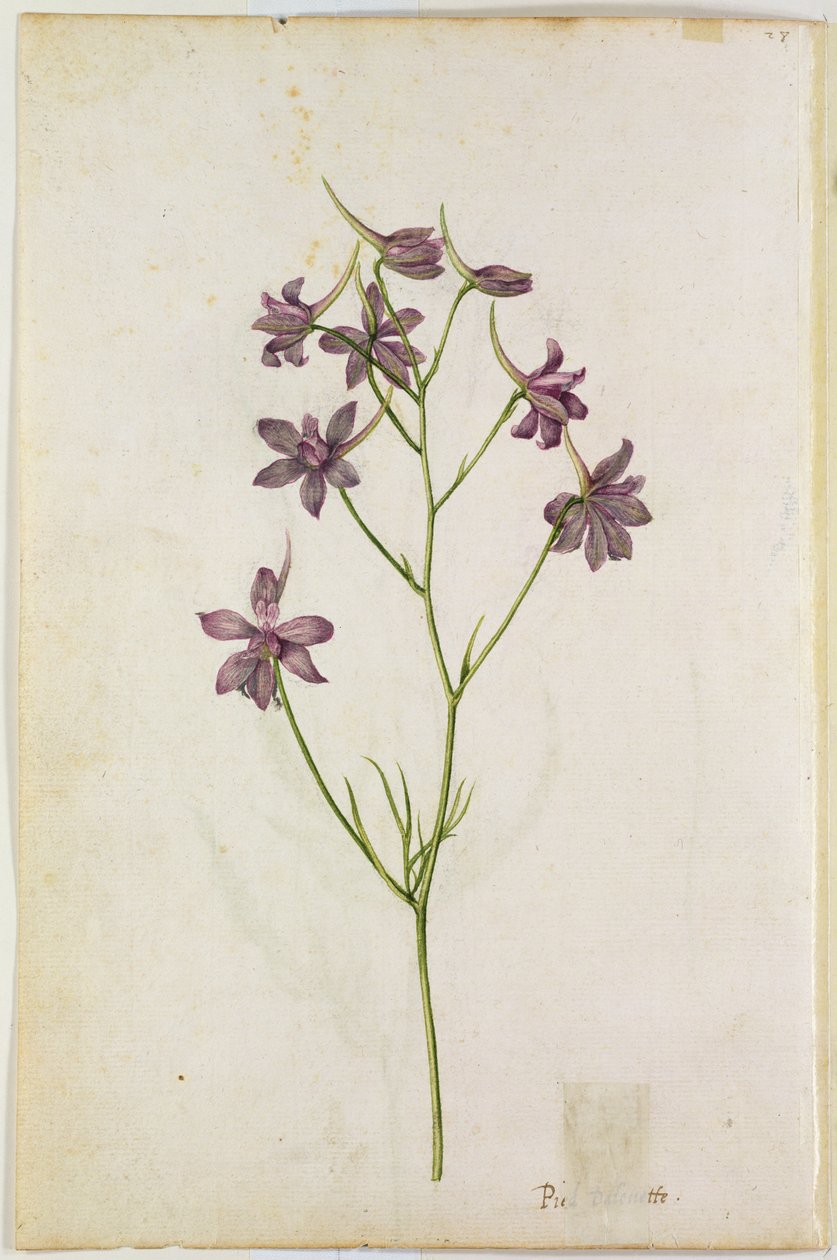 Delphinium ajacis, n. 1568 tekijältä Jacques Le Moyne