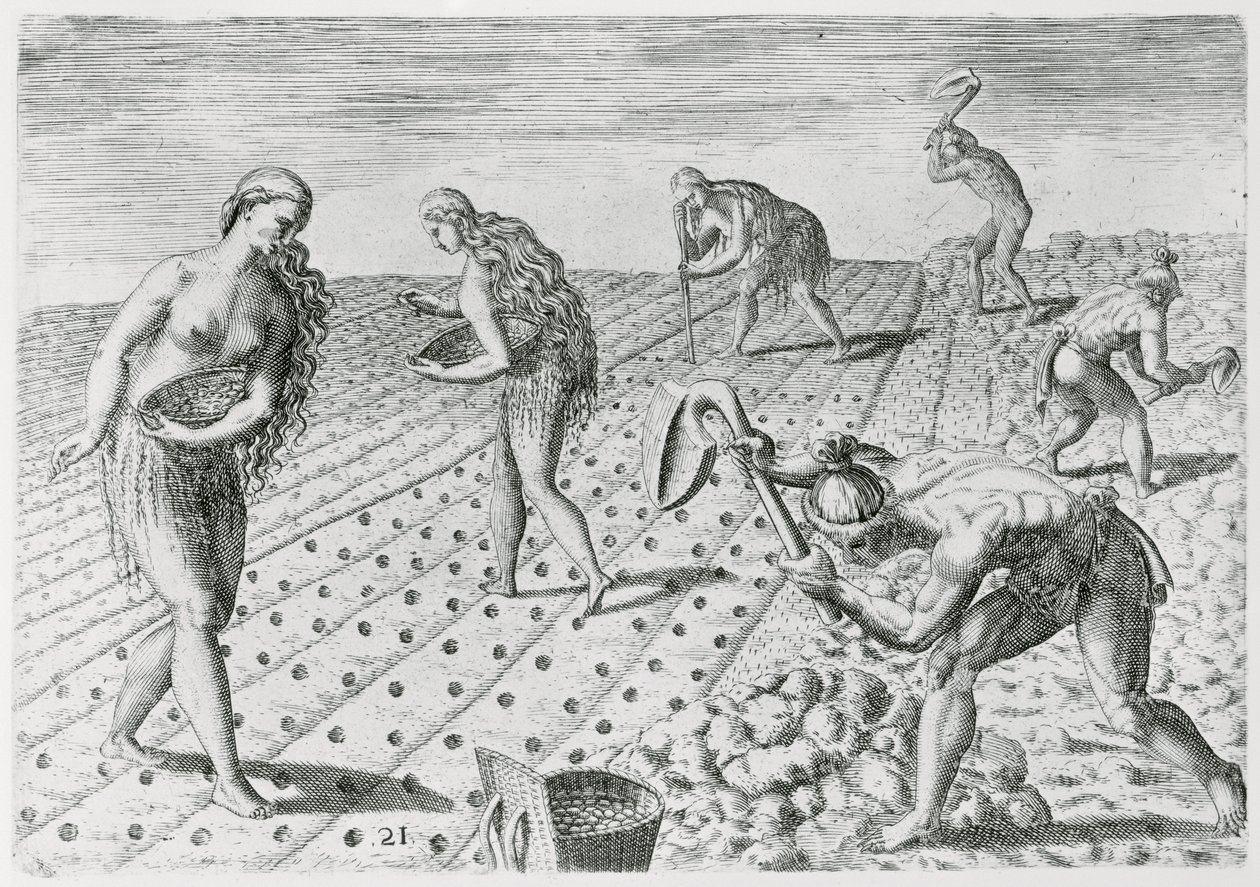 Floridan intiaanit istuttavat maissia, "Grandes Voyages", vuodelta 1591, kirjoittanut ja kaivertanut Theodor de Bry (1528-98) (katso myös 180136) tekijältä Jacques Le Moyne