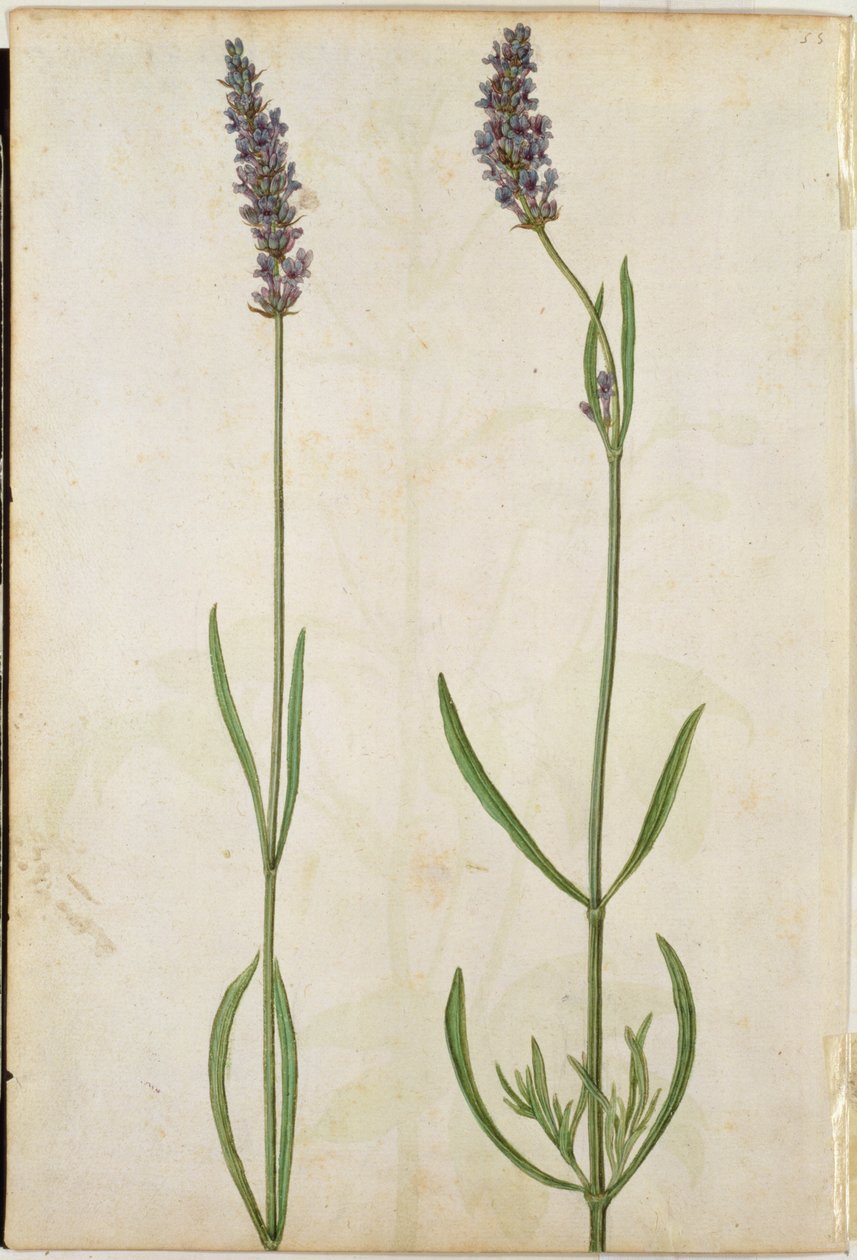 Lavandula officinalis (vanha englantilainen laventeli), noin 1568. tekijältä Jacques Le Moyne