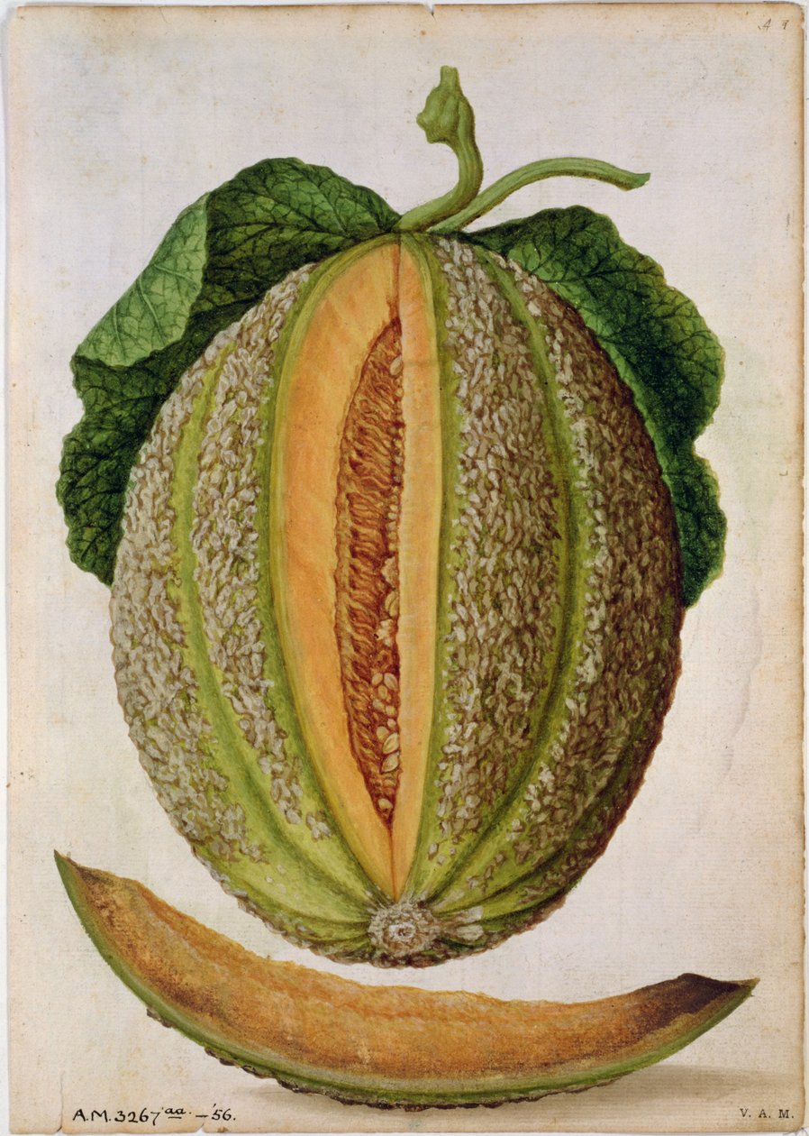 Meloni, noin 1568 tekijältä Jacques Le Moyne