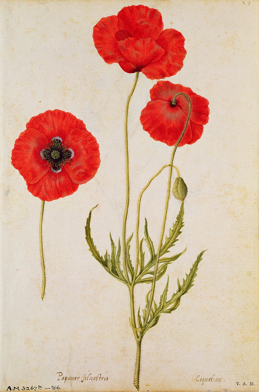 Papaver rhoeas, c1568 tekijältä Jacques Le Moyne