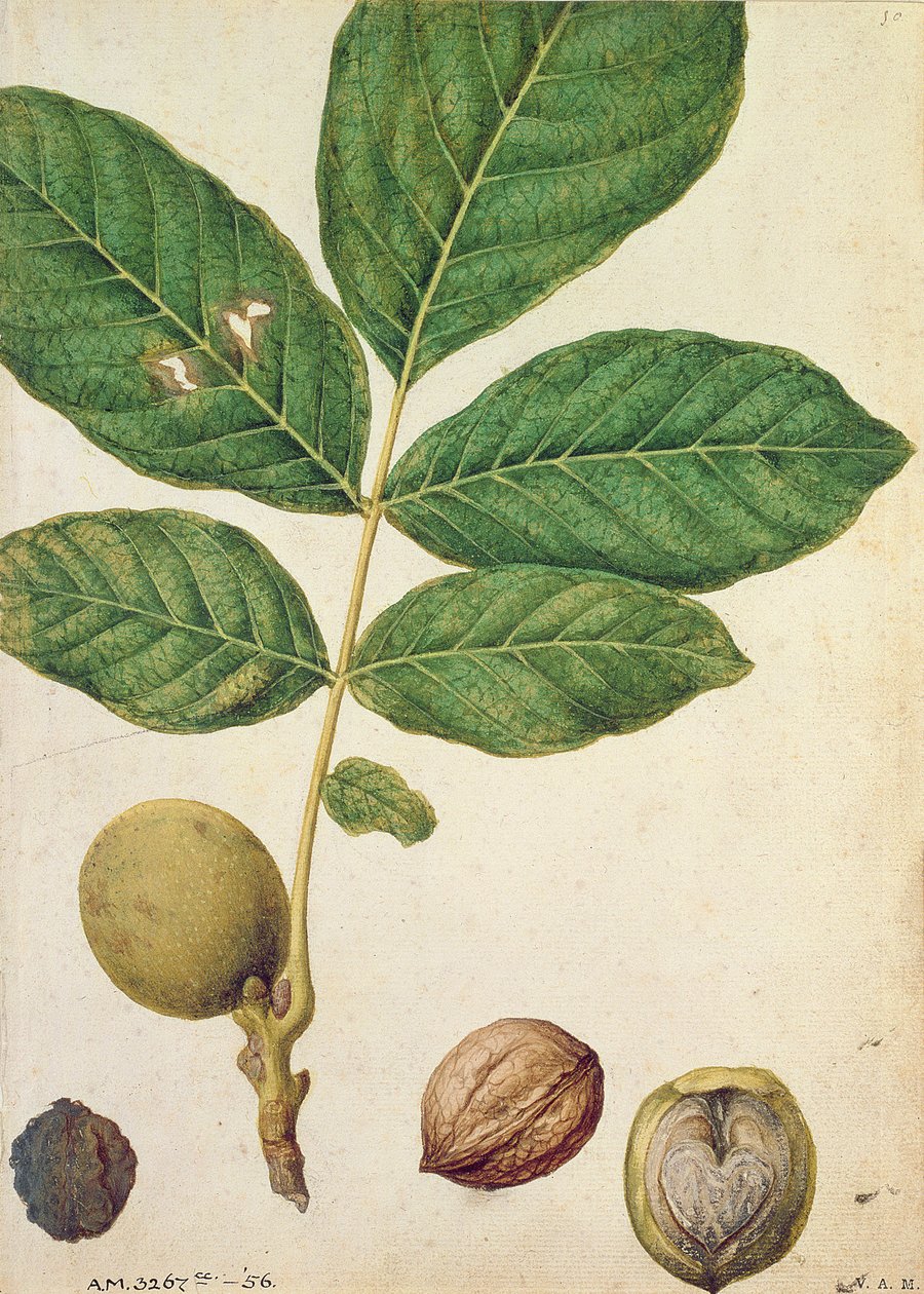 Pähkinä, n. 1568 tekijältä Jacques Le Moyne
