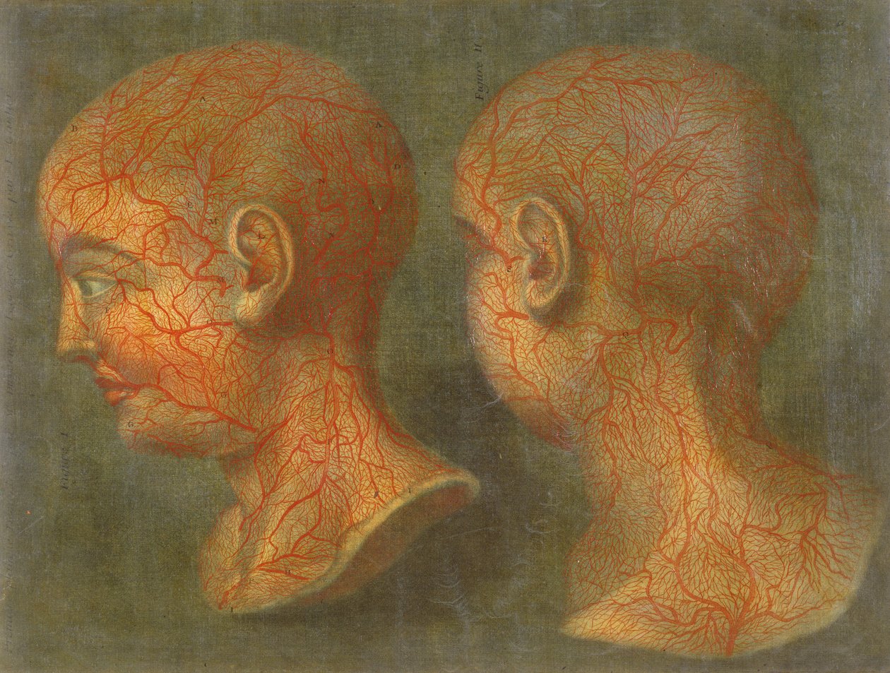 Pään ja kaulan pinnalliset verisuonet, Anatomie de la Tete, 1748 (mezzotint) tekijältä Jacques Fabien Gautier d
