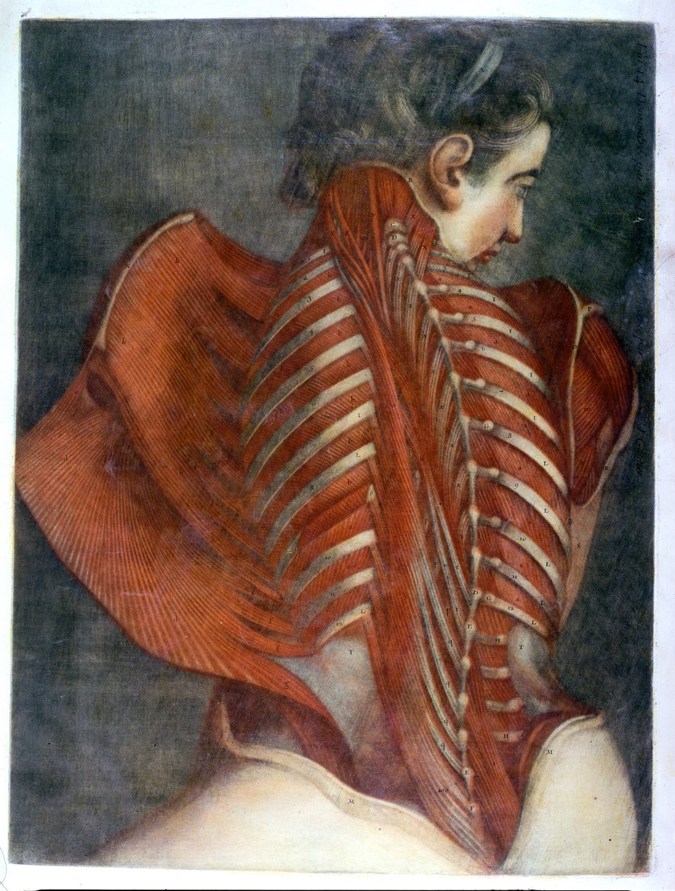 "The Flayed Angel", teoksesta "Complete Myology in Color and Natural Size", 1746 (mezzotint) tekijältä Jacques Fabien Gautier d