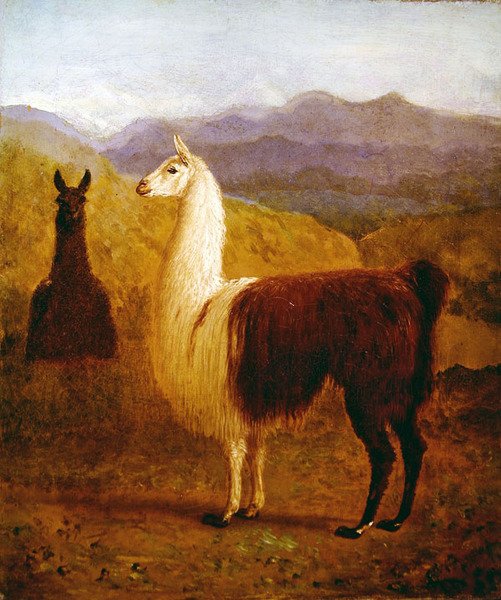 Kaksi laamaa (öljy kankaalle) tekijältä Jacques Laurent Agasse