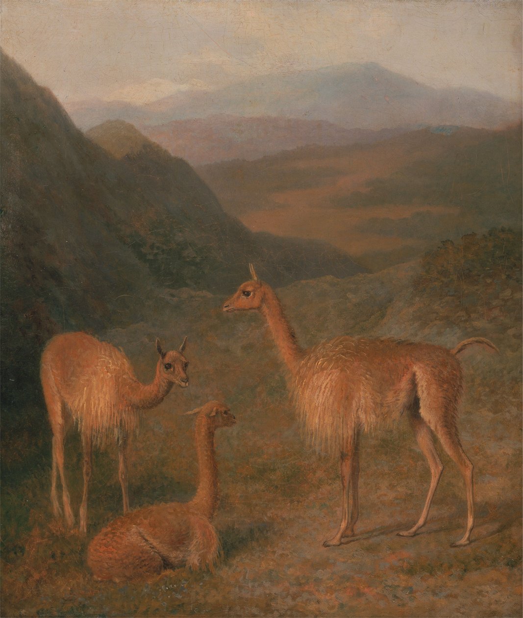 Vicunas tekijältä Jacques-Laurent Agasse