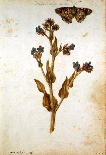 Anchusa officinalis maalatulla Lady Butterflyllä, n. 1568 tekijältä Jacques  Le Moyne
