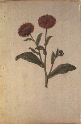 Calendula officinalis, n. 1568 tekijältä Jacques  Le Moyne